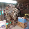 July 11th Auction